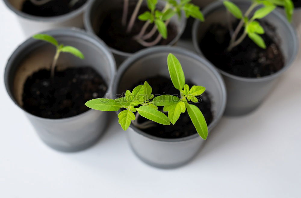 Similar – Image, Stock Photo love of flowers Plant