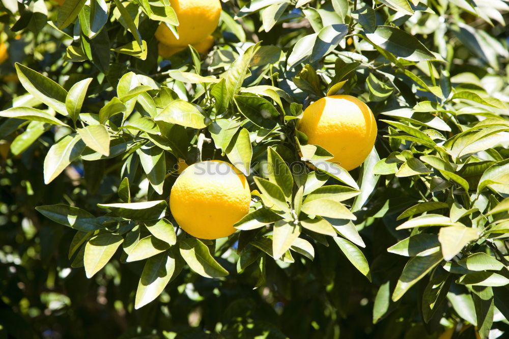 Similar – Image, Stock Photo Oranges on a branch. Orange trees in plantation.