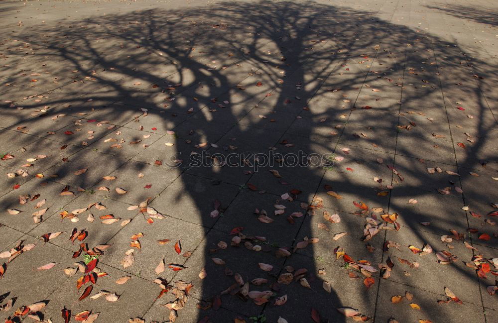 Similar – Shadow of a person leaning on a tree