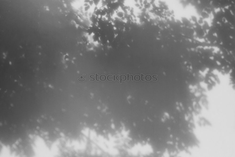 Image, Stock Photo downstairs Garden Legs