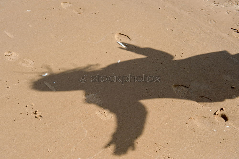 Similar – Foto Bild DoppelDog Schatten Hund