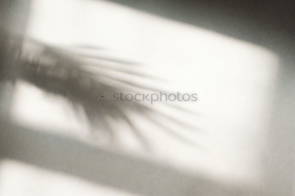 Similar – Image, Stock Photo Palm Sunday. Environment