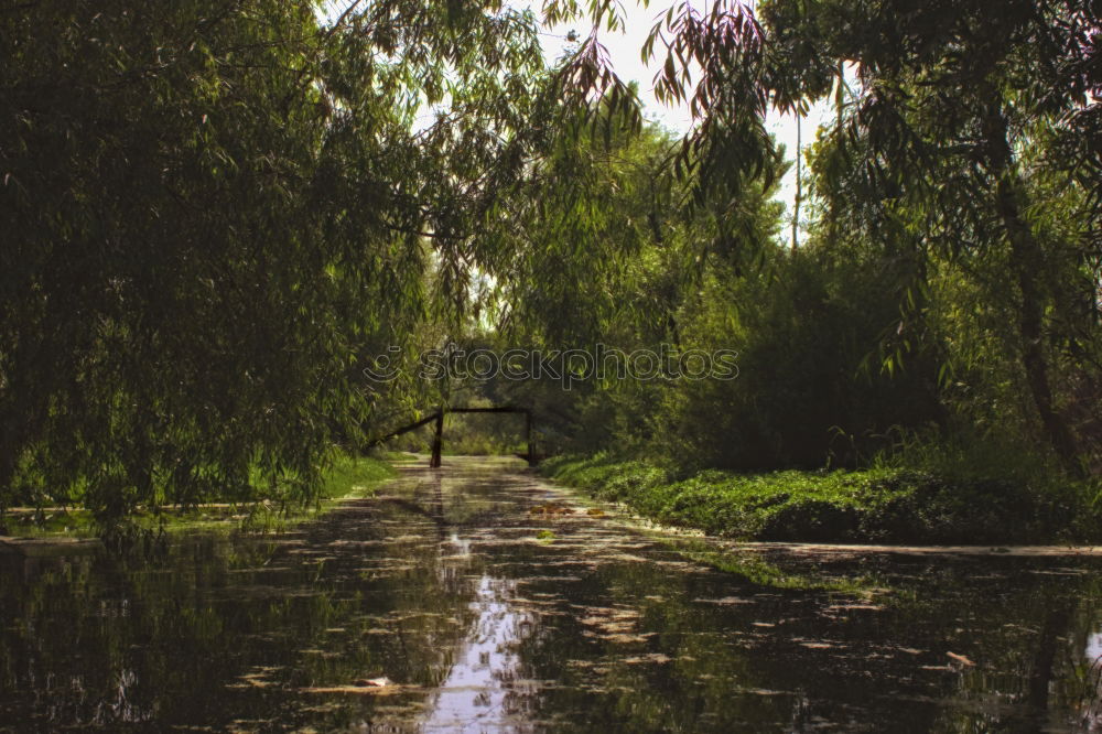 Similar – Idylle See Wald Teich Baum