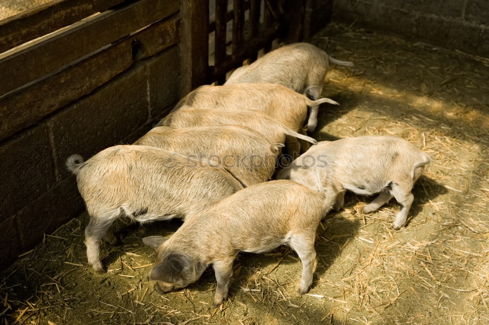 Similar – Image, Stock Photo Pigs stable Swine Village