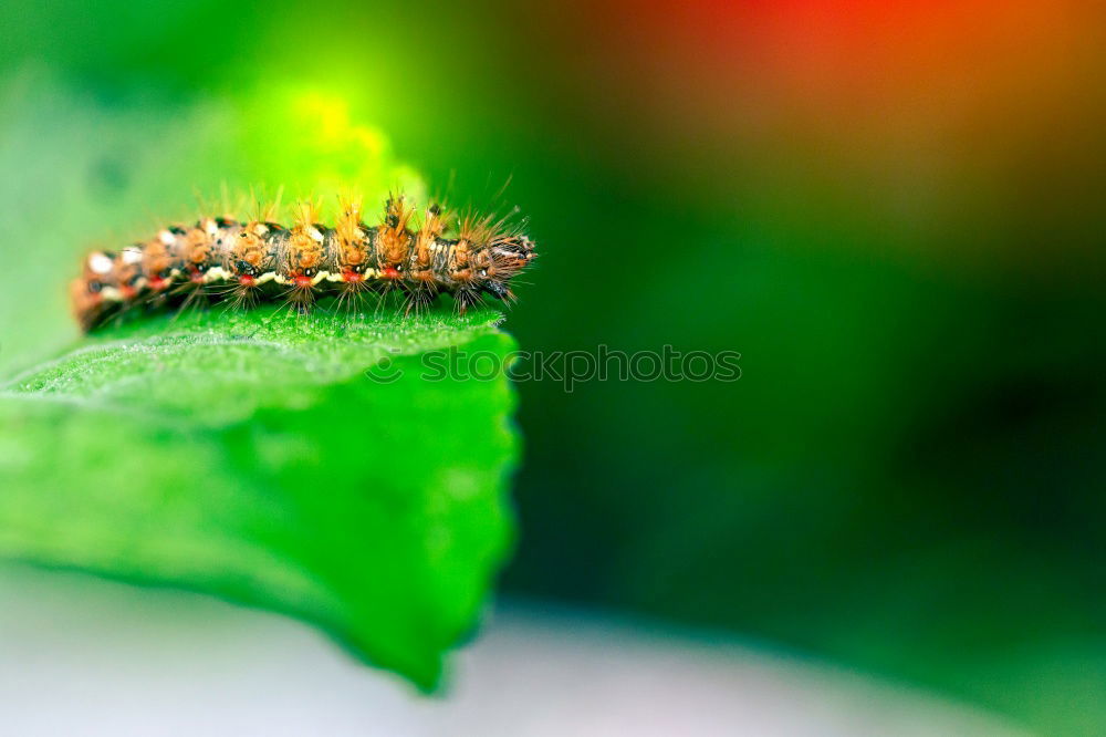 Similar – Erannis defoliaria