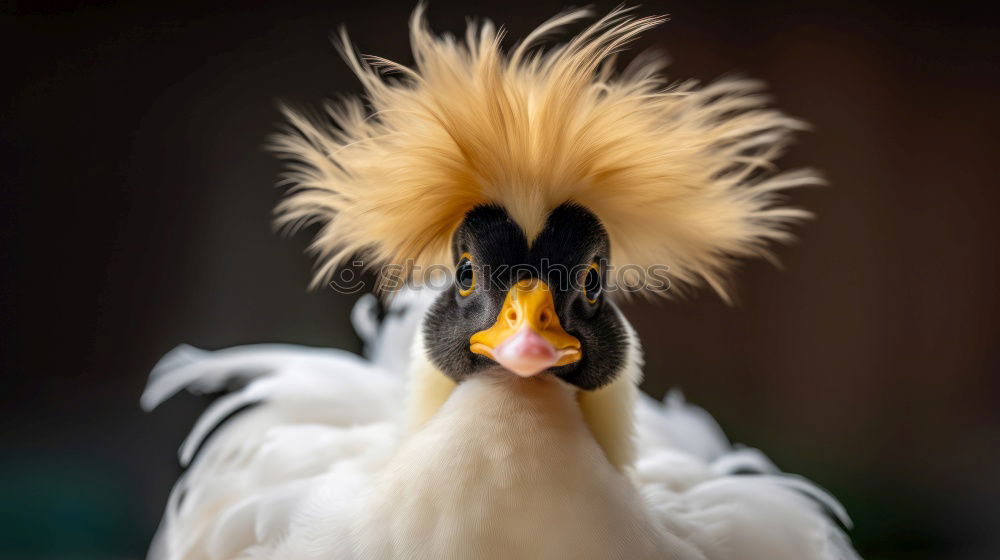 Image, Stock Photo Tiger Feet I Yellow Goose