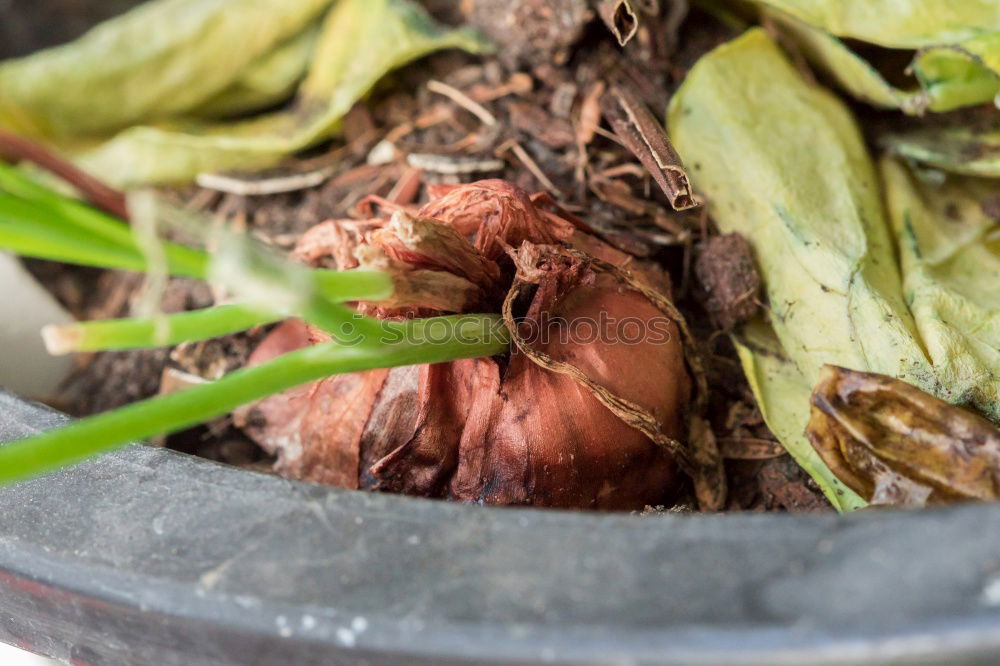 Similar – Image, Stock Photo Flowers, root, soil and old hand shovel