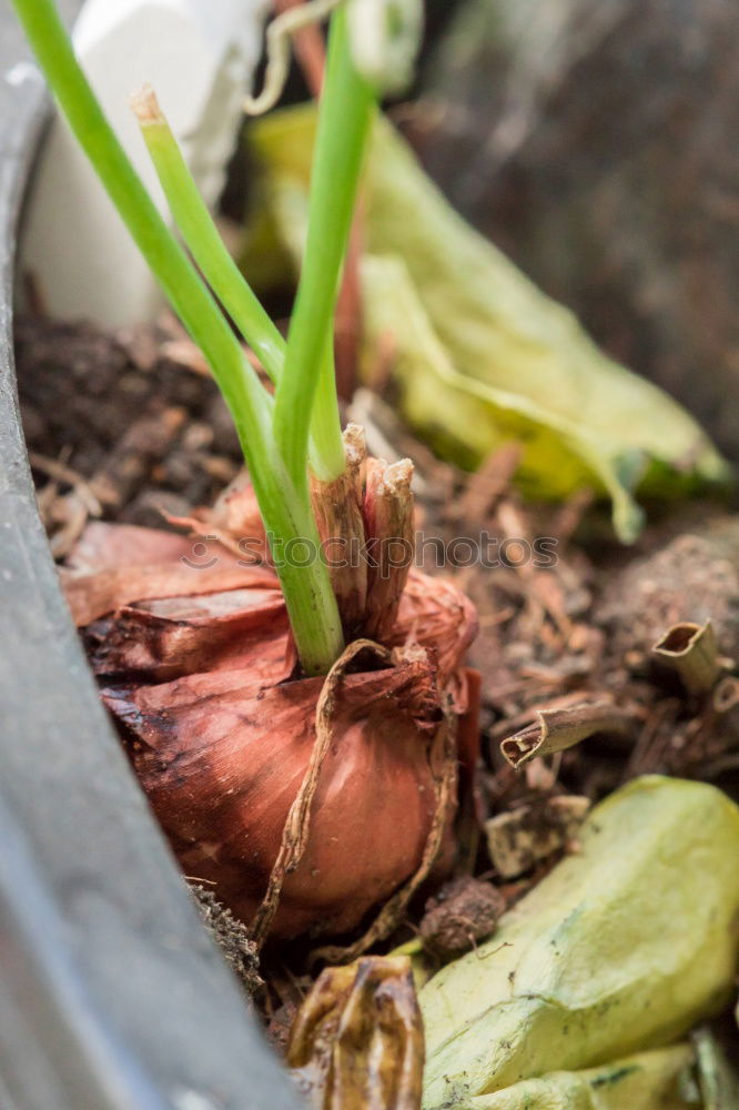 Image, Stock Photo Flowers, root, soil and old hand shovel