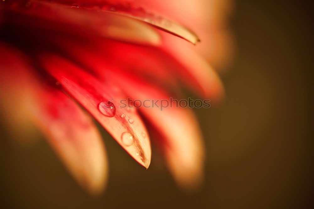 Similar – Image, Stock Photo spring star Design Exotic