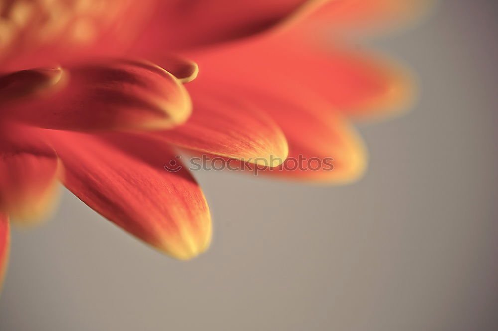 Similar – Image, Stock Photo lampions Autumn Flower