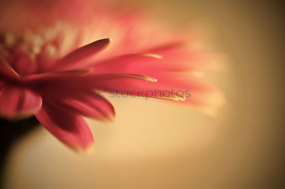 Similar – Image, Stock Photo Gerbera I Interior design