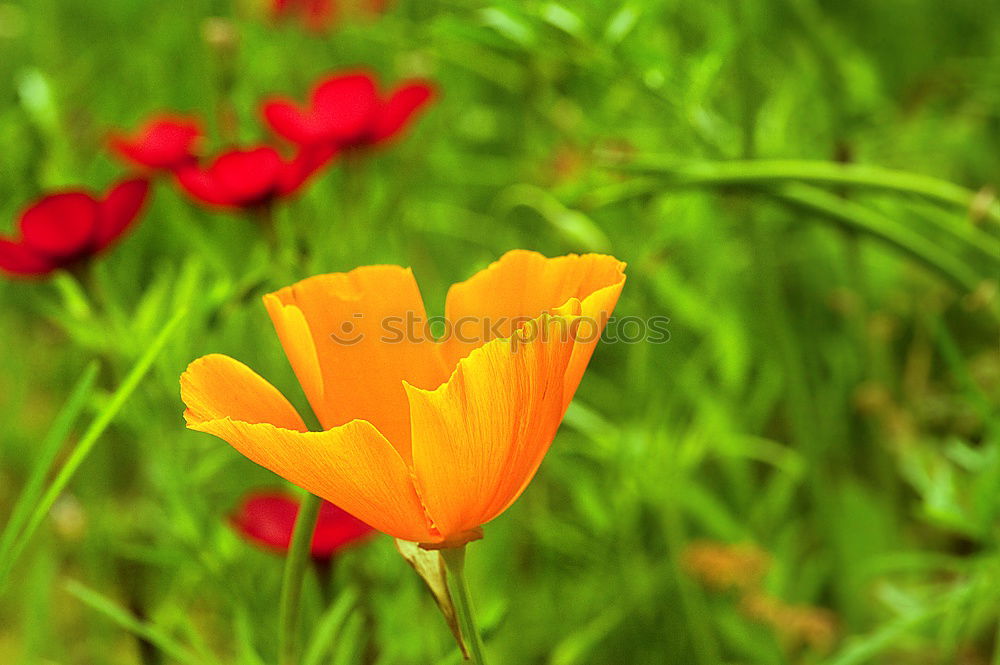 Similar – Flowering red poppy in the garden