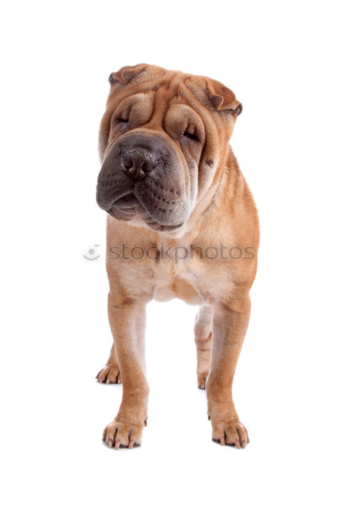 Similar – Image, Stock Photo Child abuse
