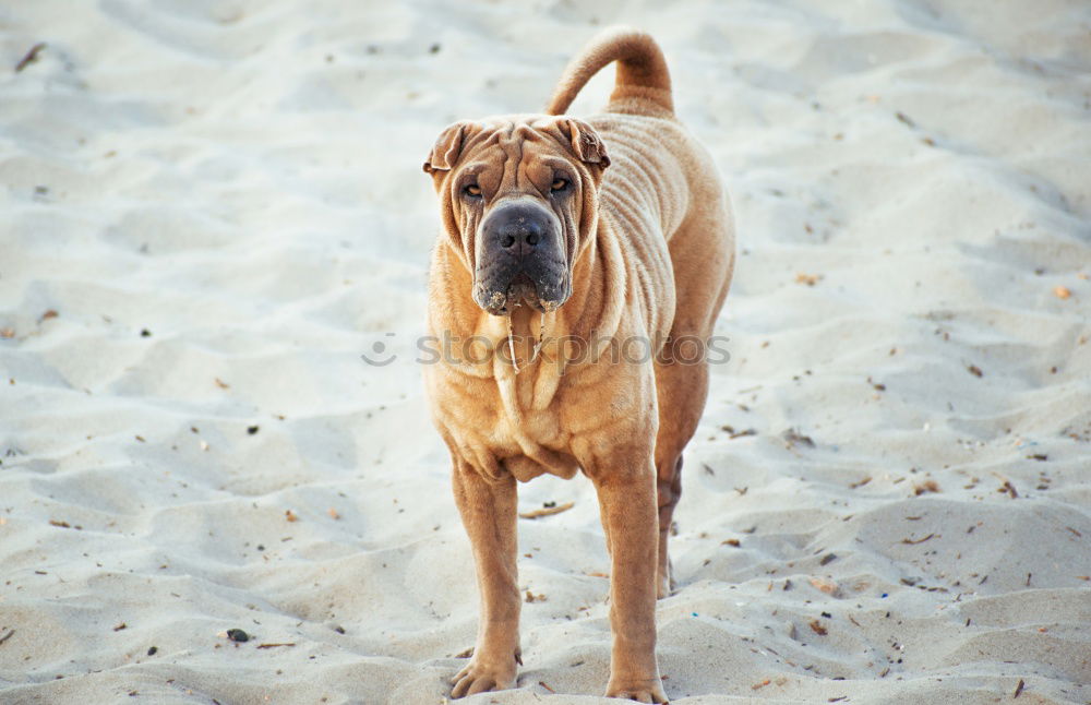 Similar – Funny dog on beach Dog