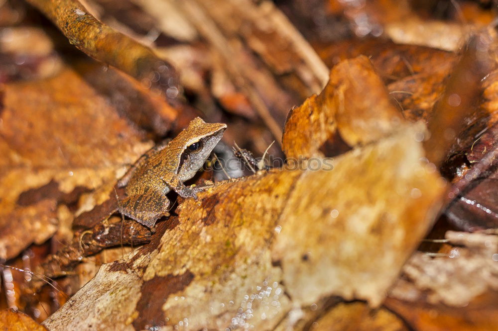 Similar – Image, Stock Photo even holes do not last forever | leaf feeding