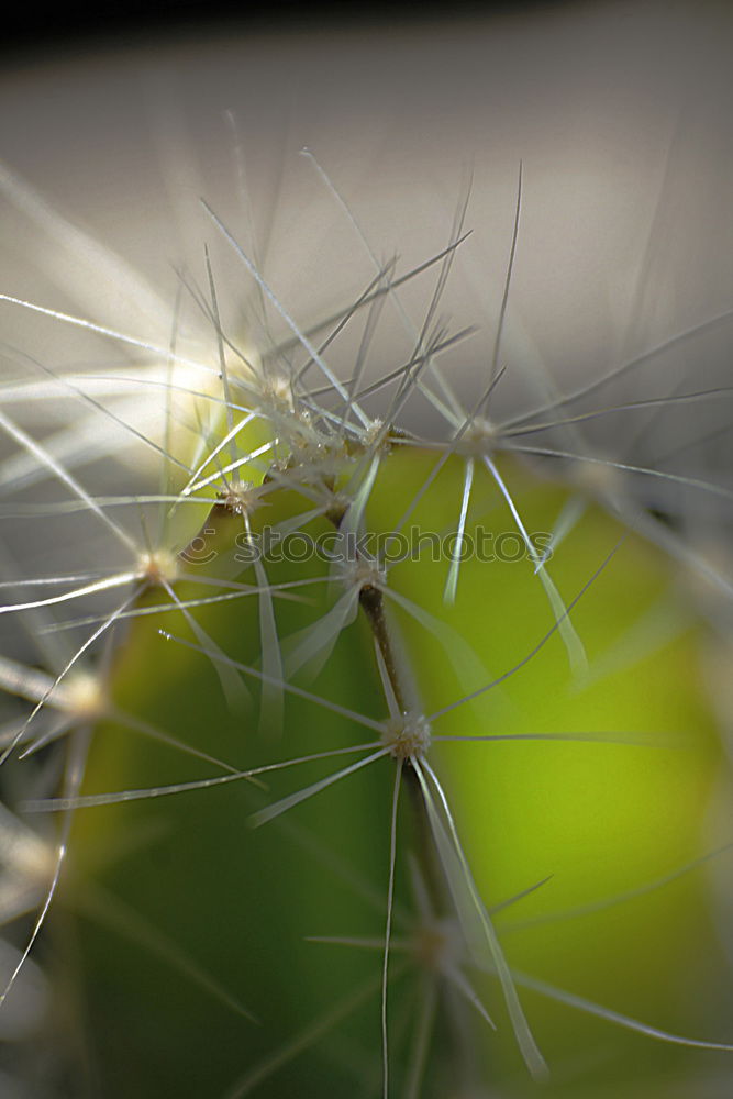 Similar – Early ripening Caresses