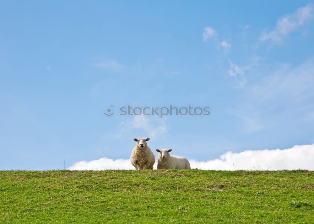 Similar – Scottish Highland Cattle from Usedom