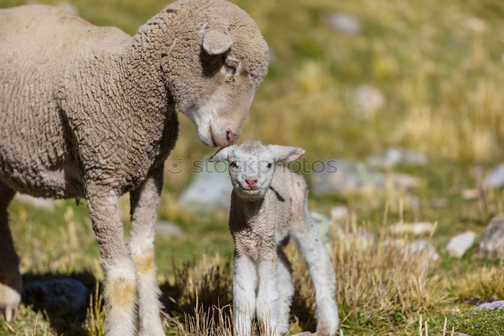 Similar – Flock of sheep with offspring