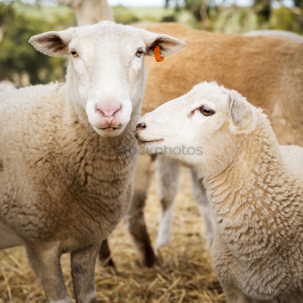 Similar – Sheep in the barn Plant