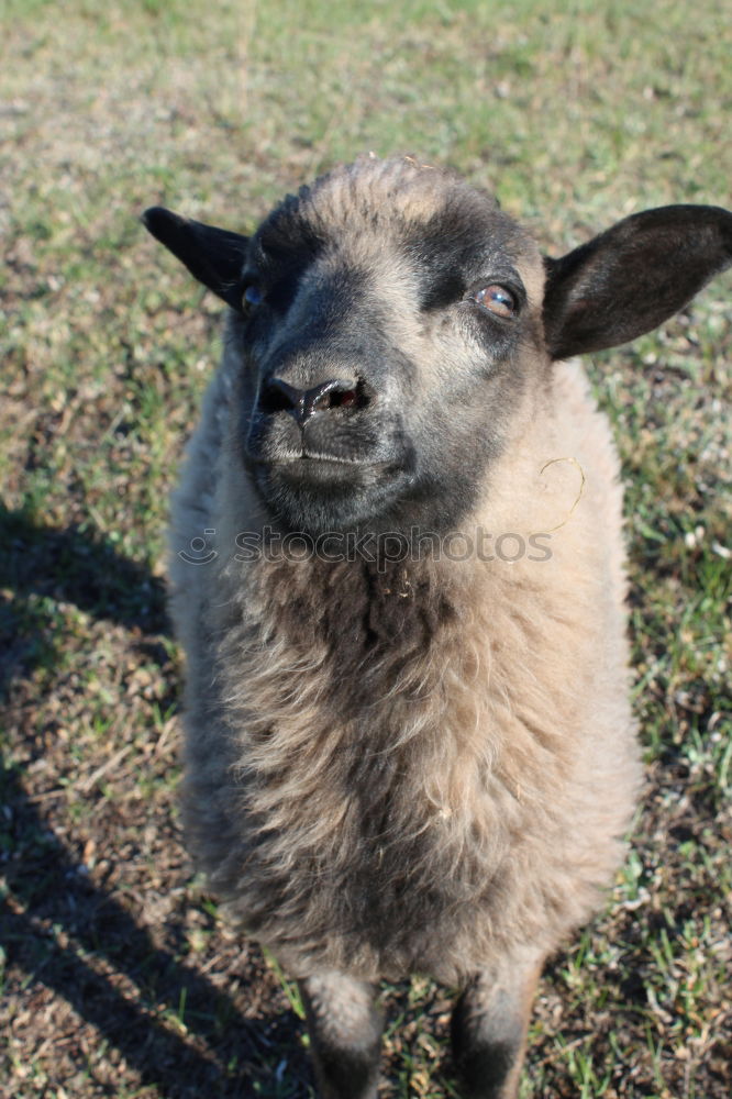 Similar – A llama stands in the woods …