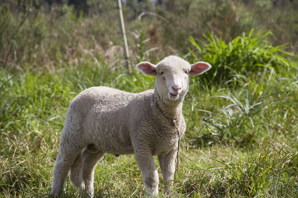Similar – Image, Stock Photo two lambs in the meadow