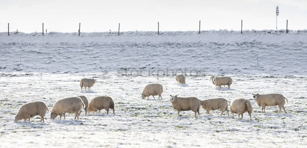 Similar – Das gemeine Winterschaf ll.