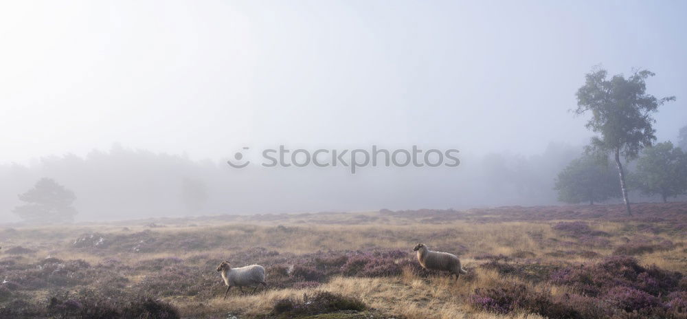 Similar – Image, Stock Photo Sheep loves me YEAH YEAH YEAH YEAH