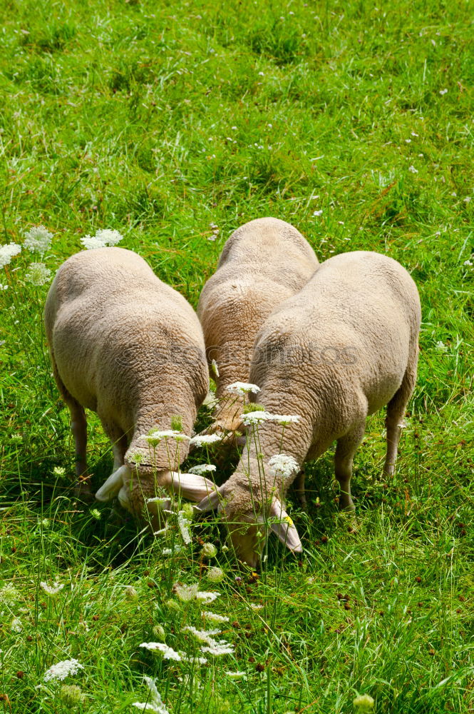 Similar – The sheep sees the camera