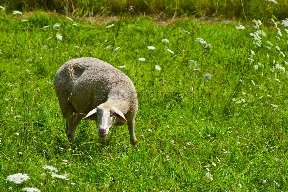 Halbsch(l)af Schaf Lamm