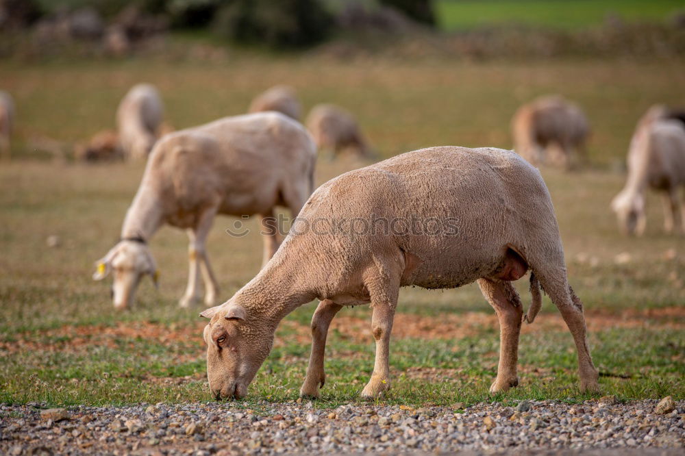 Similar – Image, Stock Photo I’m a sheep! Nature Animal