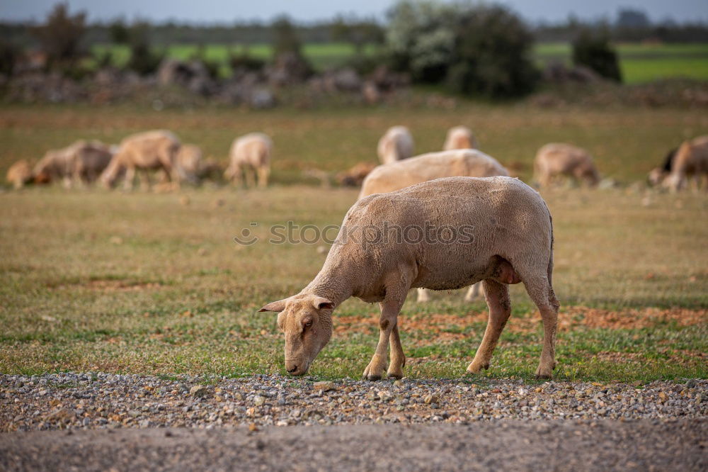 Similar – Image, Stock Photo I’m a sheep! Nature Animal