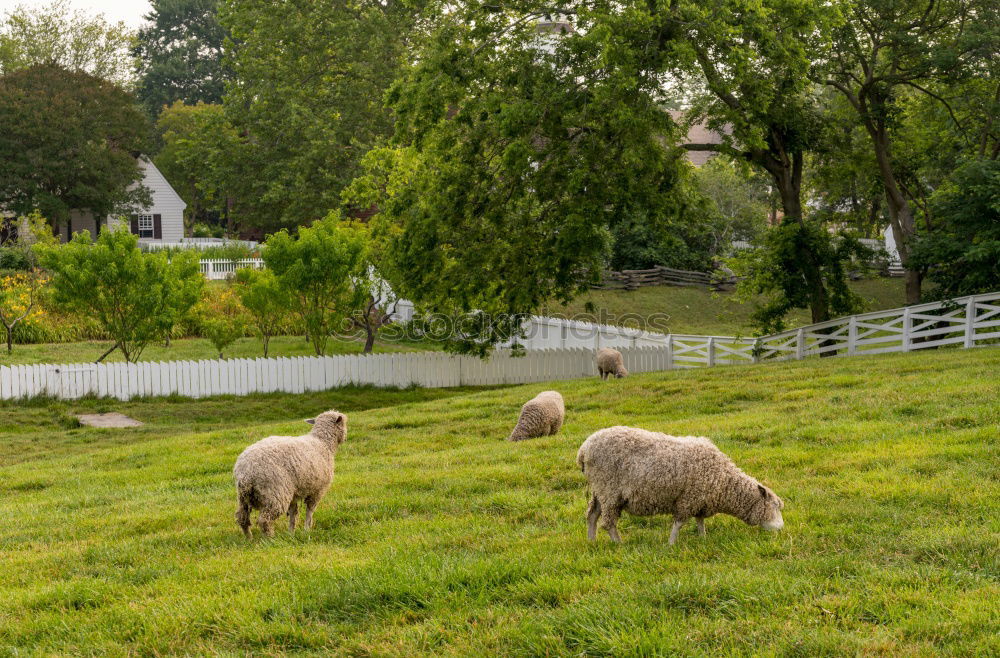 Similar – Foto Bild Siesta auf der Wiese Natur