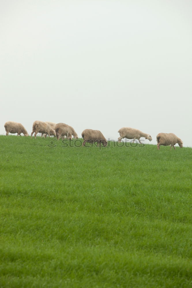 Similar – cow pasture Landscape Sky