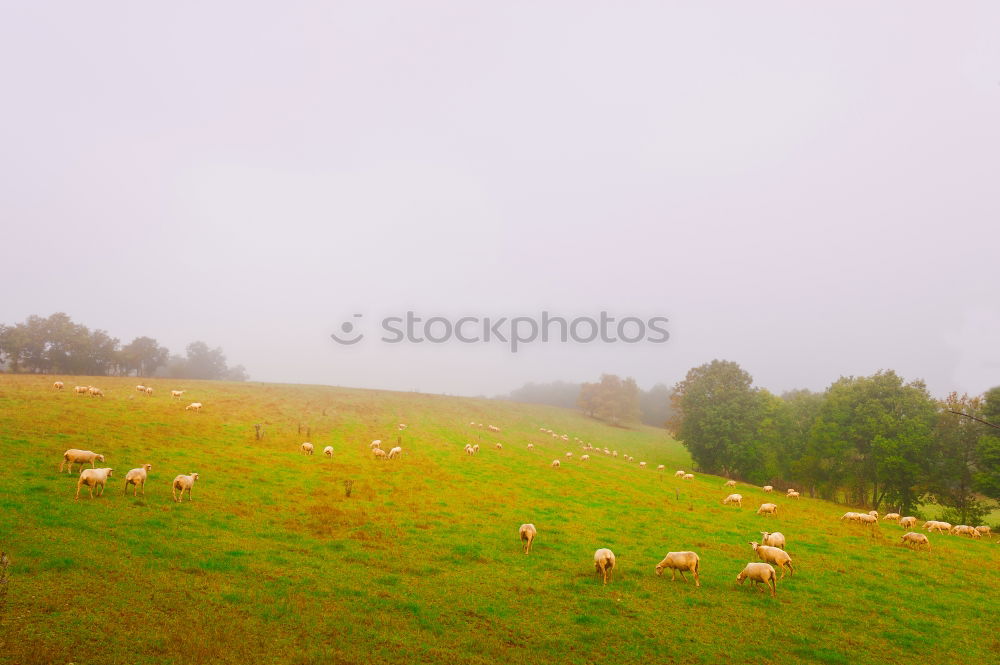 Similar – Image, Stock Photo Sheep loves me YEAH YEAH YEAH YEAH