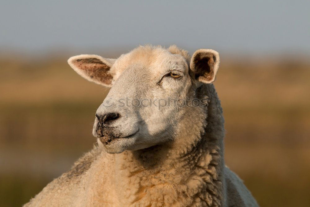 Similar – Image, Stock Photo I’m a sheep! Nature Animal