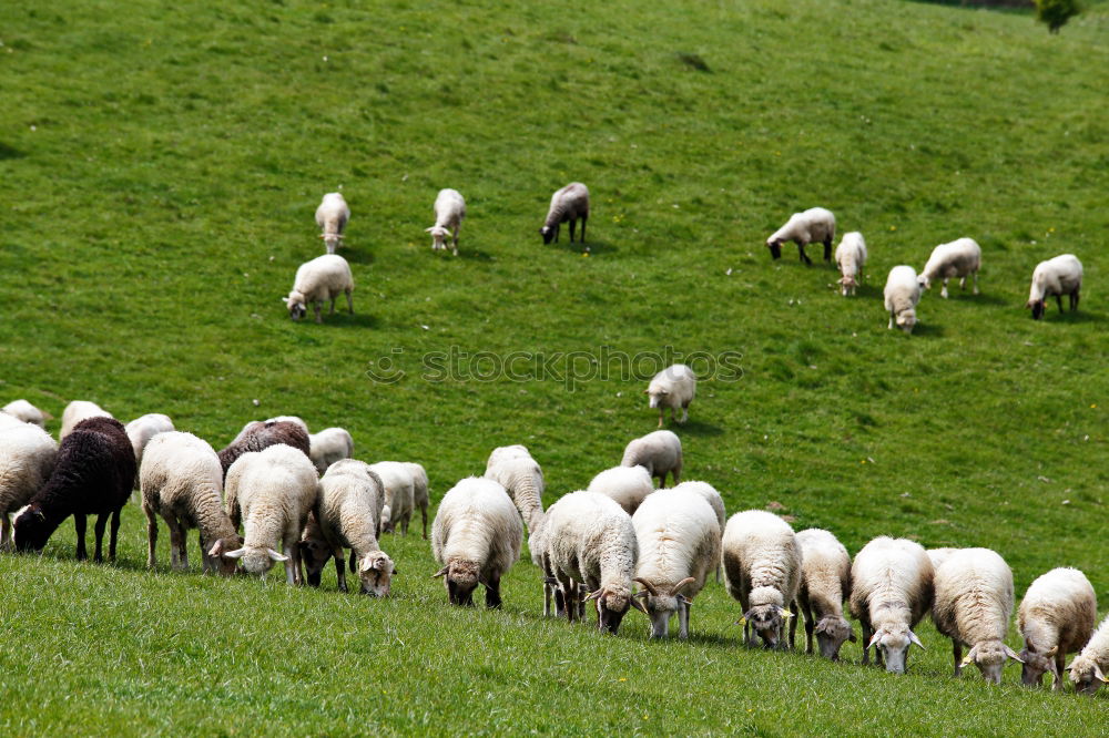 Similar – sheep running Sheep Wool