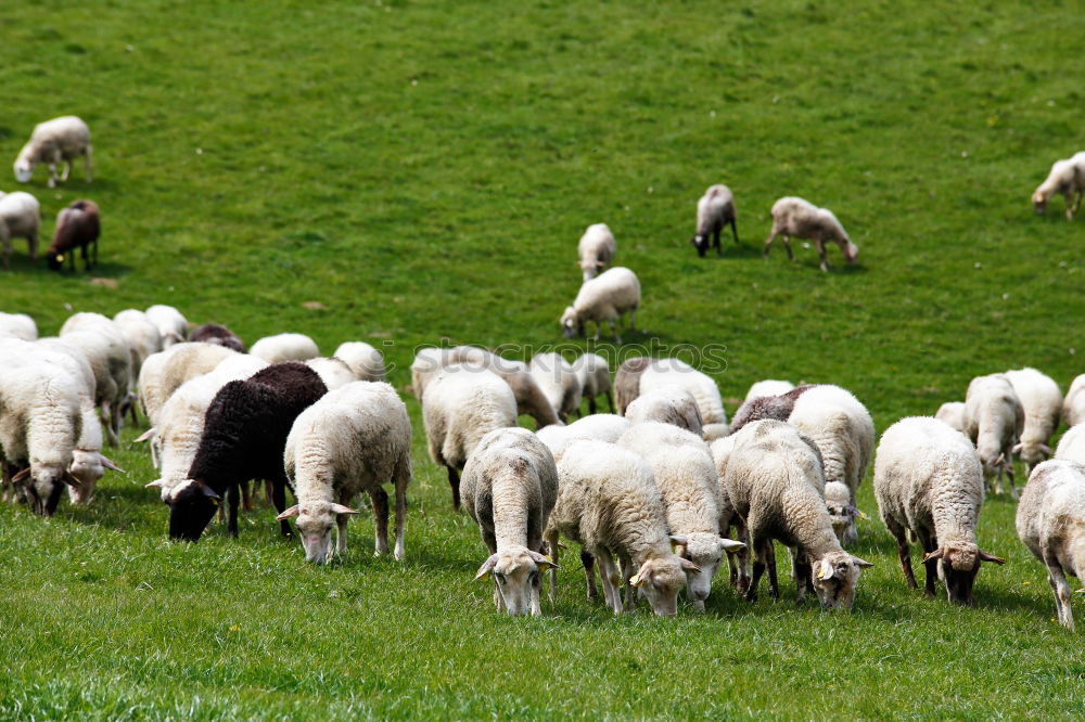 Similar – sheep running Sheep Wool