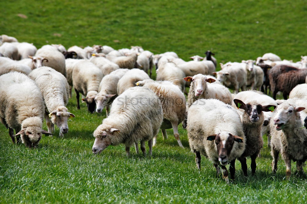 Similar – Image, Stock Photo Many merino sheep Culture