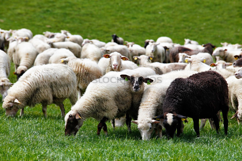 Image, Stock Photo 1 sheep, 2 sheep, 3 sheep