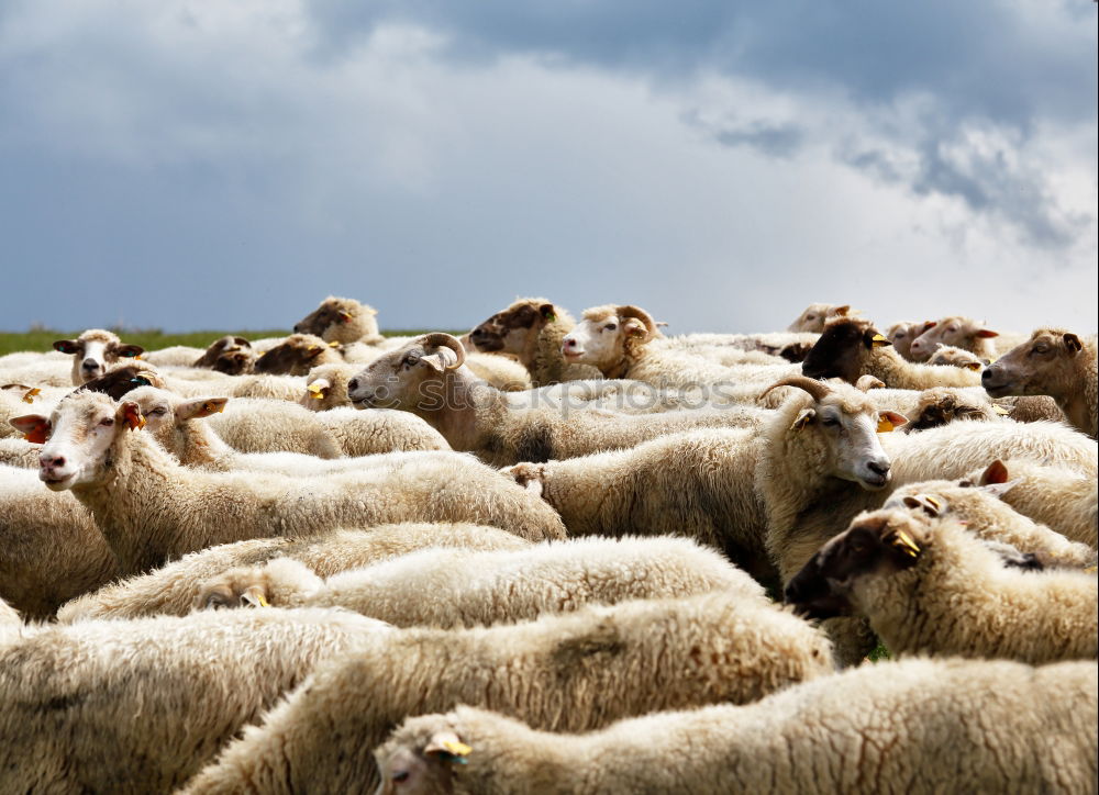 Image, Stock Photo Many merino sheep Culture