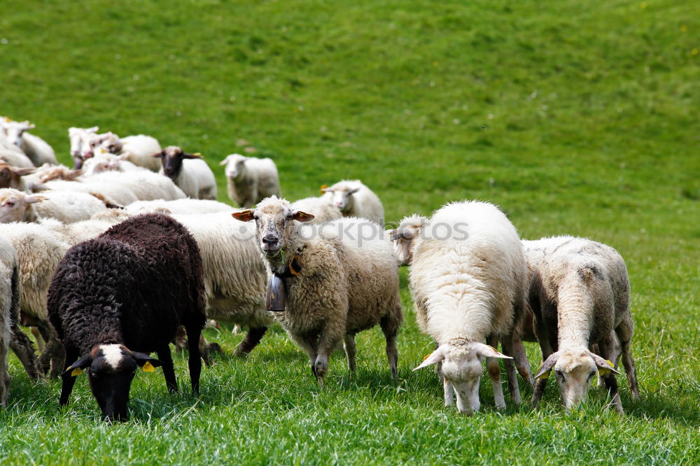 Similar – sheep running Sheep Wool