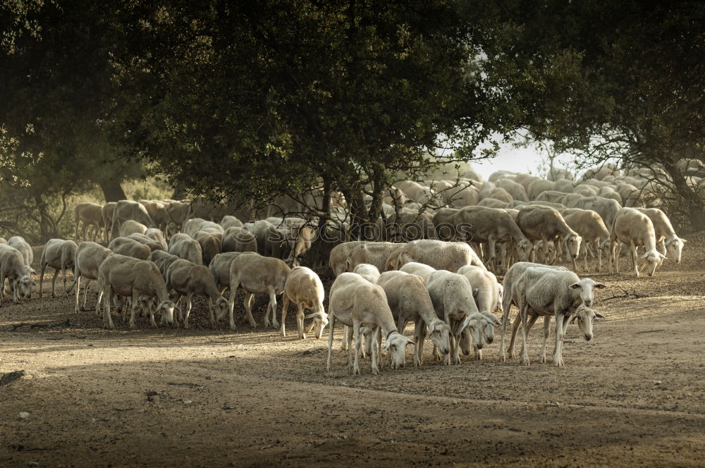 Similar – Flock of sheep at sunset