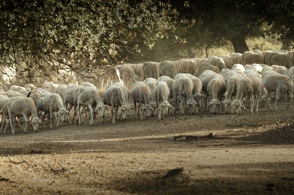 Similar – Flock of sheep at sunset