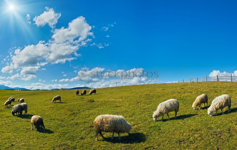 Similar – Image, Stock Photo Lawn mowing in Northern Germany