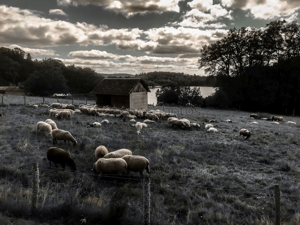 Similar – Image, Stock Photo Irish outsider Landscape