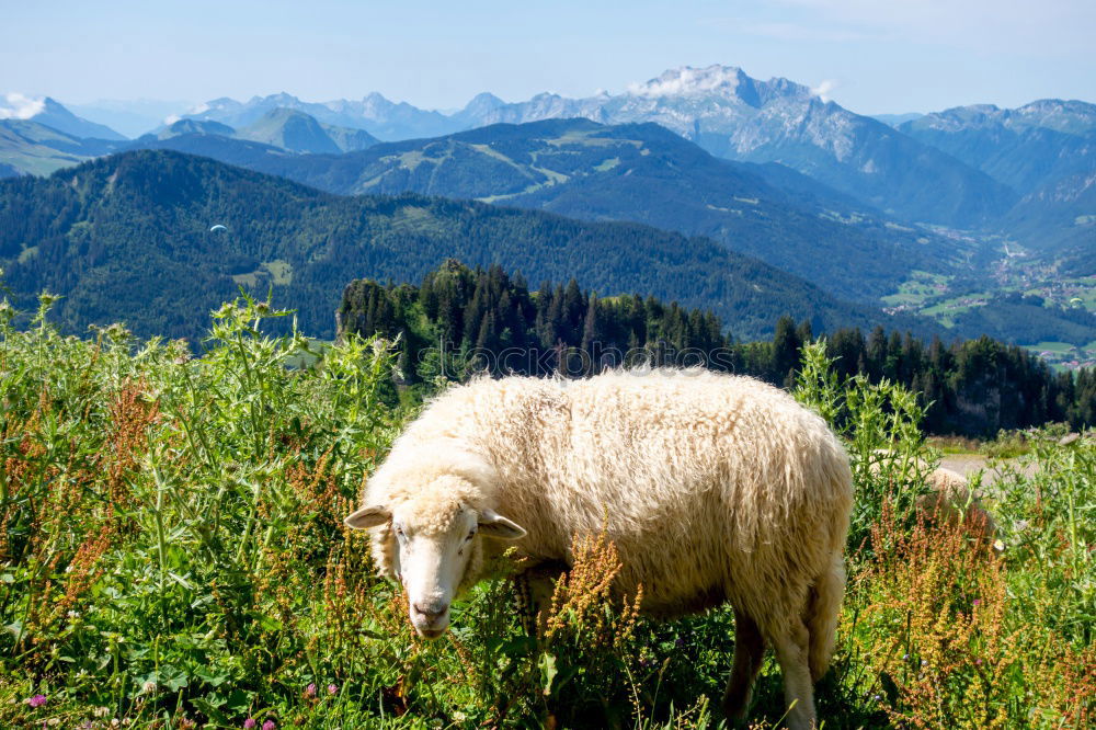 Similar – Seiser Alm harmonisch