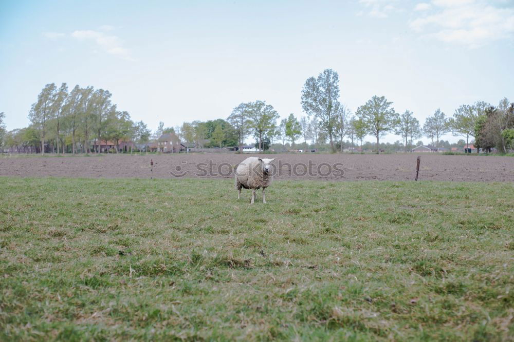 Similar – fashion show Agriculture