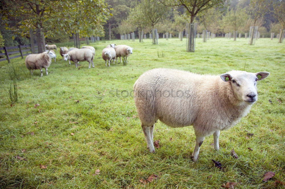 Similar – fashion show Agriculture