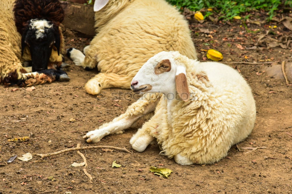 Similar – Foto Bild So ein Hundeleben!