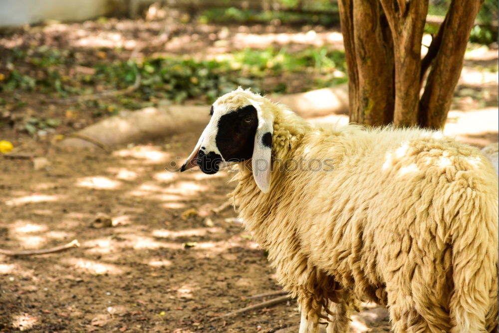 Similar – The donkey looks sleepy and bored and doesn’t let himself be put off so quickly.